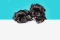 Cute black shih tzu puppy dog pug above banner look down with copy space for label on blue background, Mockup template