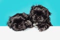 Cute black shih tzu puppy dog pug above banner look down with copy space for label on blue background, Mockup template