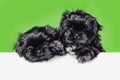 Cute black shih tzu puppy dog pug above banner look down with copy space for label on green background, Mockup template