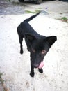 cute black Siamese dog had a black tongue inside way to friendly Royalty Free Stock Photo