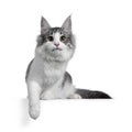 Cute black silver bicolor spotted tabby Norwegian Forest cat kitten on white background Royalty Free Stock Photo