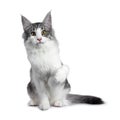 Cute black silver bicolor spotted tabby Norwegian Forest cat kitten on white background Royalty Free Stock Photo