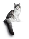 Cute black silver bicolor spotted tabby Norwegian Forest cat kitten on white background Royalty Free Stock Photo