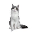 Cute black silver bicolor spotted tabby Norwegian Forest cat kitten on white background Royalty Free Stock Photo