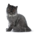 Cute black smoke Persian cat kitten, Isolated on white background. Royalty Free Stock Photo