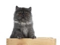 Cute black smoke Persian cat kitten, Isolated on white background. Royalty Free Stock Photo