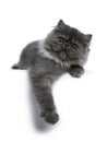 Cute black smoke Persian cat kitten, Isolated on white background. Royalty Free Stock Photo