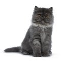 Cute black smoke Persian cat kitten, Isolated on white background. Royalty Free Stock Photo