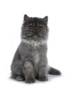 Cute black smoke Persian cat kitten, Isolated on white background. Royalty Free Stock Photo