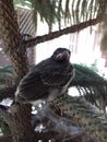 Cute black sparrow baby ready to fly high