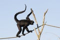 Cute black spider monkey walking on a rope with a blue sky in the background Royalty Free Stock Photo