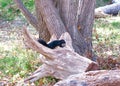 Image of Black Squirrel Amongst the Trees. Alberta, Canada