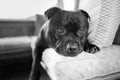 Cute black Staffordshire Bull Terrier dog with large round eyes lying down on a window alcove seat and cushion