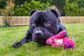 Cute black Staffordshire Bull Terrier dog lying on the grass outside in front of a picket fence. He is chewing a pink toy Royalty Free Stock Photo