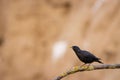 Cute black starling bird perched on a twig isolated on a blurred background Royalty Free Stock Photo