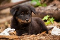 Cute black stray dog puppy Royalty Free Stock Photo