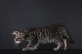 Mackarel Maine Coon kitten on black Royalty Free Stock Photo