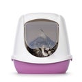 Litterbox with cat on white background Royalty Free Stock Photo