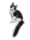 Cute black tabby with white Maine Coon cat kitten, Front paws in air and tail around body. Royalty Free Stock Photo