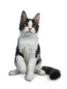 Cute black tabby with white Maine Coon cat kitten, Front paws in air and tail around body. Royalty Free Stock Photo