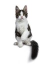 Cute black tabby with white Maine Coon cat kitten, Front paws in air and tail around body. Royalty Free Stock Photo