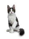 Cute black tabby with white Maine Coon cat kitten, Front paws in air and tail around body. Royalty Free Stock Photo