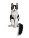 Cute black tabby with white Maine Coon cat kitten, Front paws in air and tail around body. Royalty Free Stock Photo