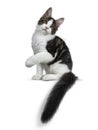 Cute black tabby with white Maine Coon cat kitten, Front paws in air and tail around body. Royalty Free Stock Photo