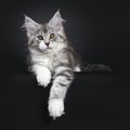 Cute black tabby with white Maine Coon kitten on black background Royalty Free Stock Photo