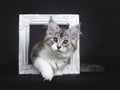 Cute black tabby with white Maine Coon kitten on black background Royalty Free Stock Photo