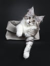 Cute black tabby with white Maine Coon kitten on black background Royalty Free Stock Photo