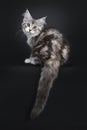 Cute black tabby with white Maine Coon kitten on black background Royalty Free Stock Photo