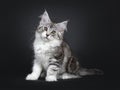 Cute black tabby with white Maine Coon kitten on black background Royalty Free Stock Photo