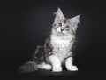 Cute black tabby with white Maine Coon kitten on black background Royalty Free Stock Photo