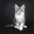 Cute black tabby with white Maine Coon kitten on black background Royalty Free Stock Photo