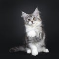 Cute black tabby with white Maine Coon kitten on black background Royalty Free Stock Photo