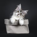 Cute black tabby with white Maine Coon kitten on black background Royalty Free Stock Photo