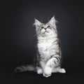 Cute black tabby with white Maine Coon kitten on black background Royalty Free Stock Photo