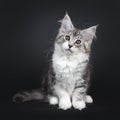 Cute black tabby with white Maine Coon kitten on black background Royalty Free Stock Photo