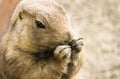 Cute Black-Tailed Prairie Dog Cynomys ludovicianus close head shot portrait with hands next to mouth