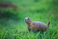 Cute black tailed prairie dog