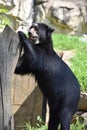 Cute Black and Tan Andean Bear Standing Royalty Free Stock Photo