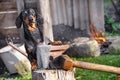 Cute black and tan dachshund blacksmith in working process of craftmaking metal chain mail. Outdoors, smith equipment, working ove Royalty Free Stock Photo