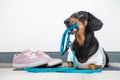 Cute black and tan dachshund hold blue leash in teeth, pink and white sneakers stands near Royalty Free Stock Photo