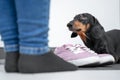 Cute black and tan dachshund plaintively looks up from the floor, standing close to owner feet and pink boots. Asking for walk or
