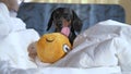 Cute black and tan dachshund slumbers in the morning sunlight, lying down on owner bed with white linen, yellow soft toy