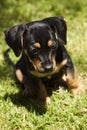 Cute black and tan puppy with flopp ears Royalty Free Stock Photo