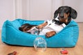 Cute black and tan shorthaired dachshund, lying in his blue nest and wearing black tie costume, with empty wine glass and many can