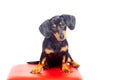 Cute black and tan teckel dachshund puppy