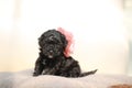 A cute black tea cup poodle girl puppy wearing a pink flower Royalty Free Stock Photo